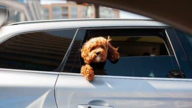 2024-07-18-Transport von Hunden