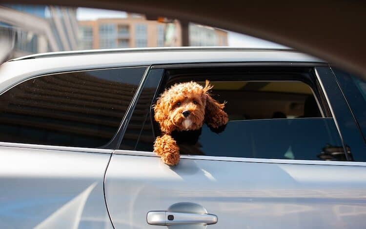 2024-07-18-Transport von Hunden